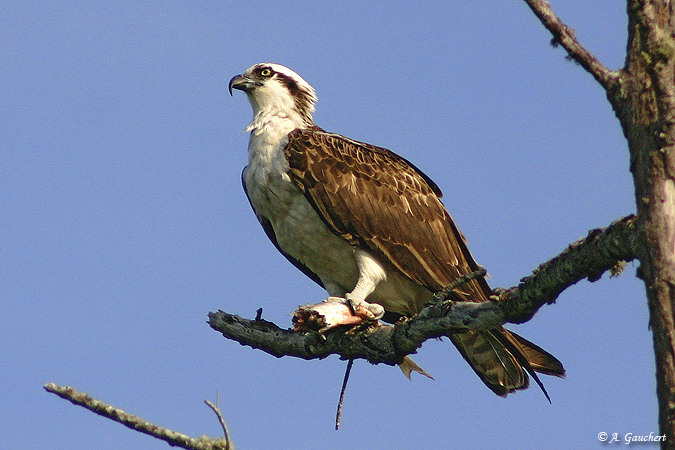 Hawk with Fish